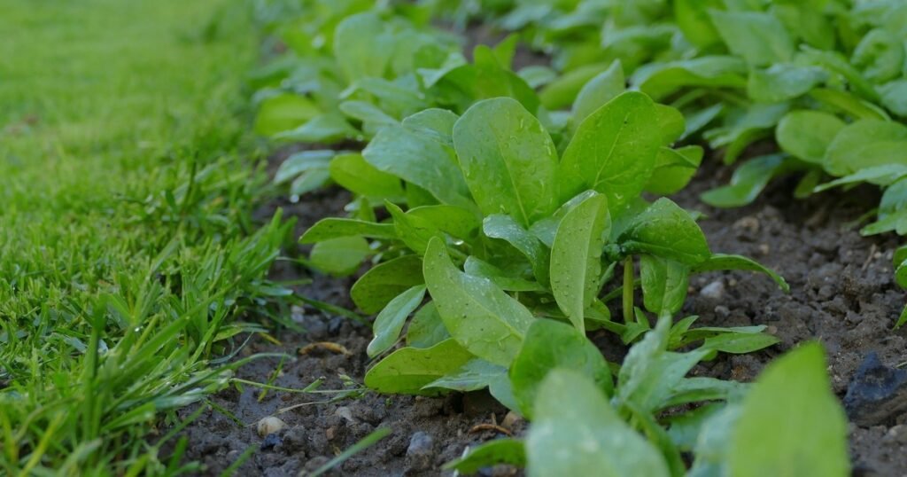 Cómo se siembra la semilla de espinaca para que germina pronto