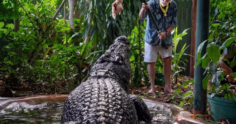 Murió Cassius, el cocodrilo más grande del mundo