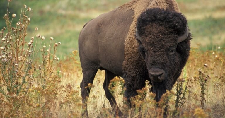 Descubrí dónde podés encontrar búfalos en Argentina y su impacto en el ecosistema