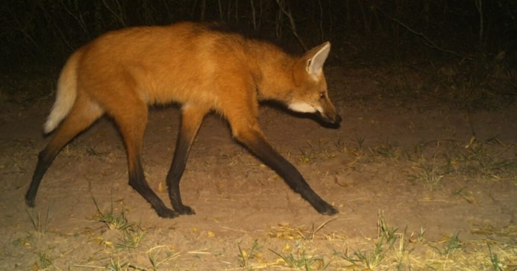 Cuáles son los animales silvestres más impresionantes de Argentina