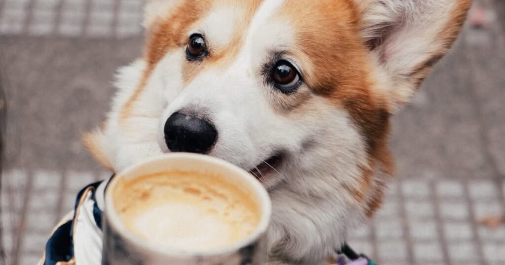 Estas son las 4 mejores cafeterías pet-friendly de Buenos Aires según la Inteligencia Artificial