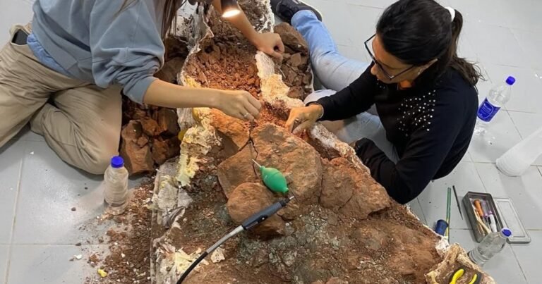 Encuentran 11 huevos de dinosaurio en la Patagonia Argentina: cuál es la importancia del hallazgo y principales características