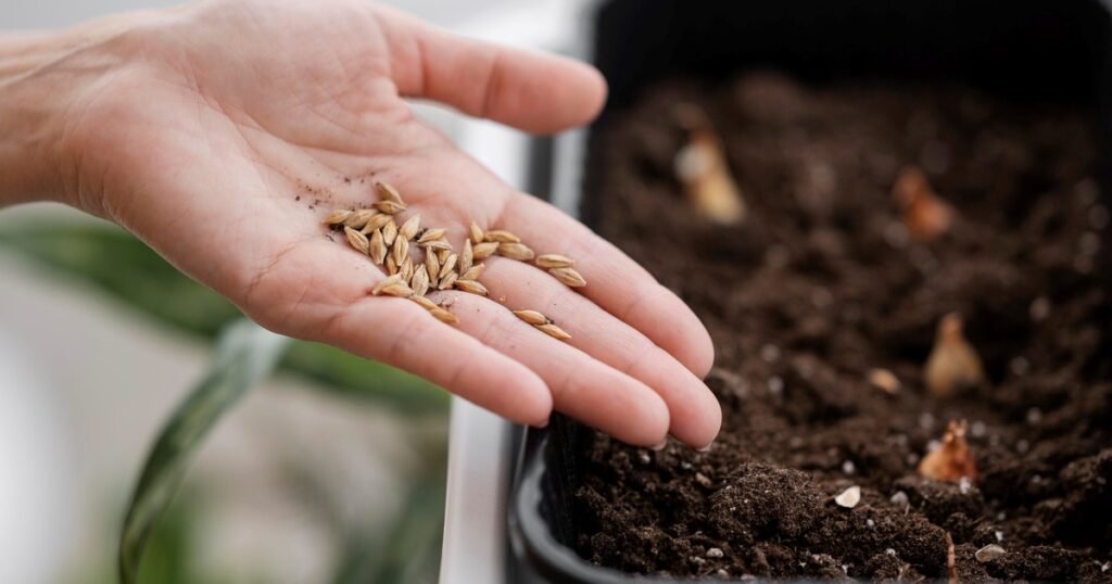 Cómo guardar correctamente las semillas para que sirvan en otra temporada: el consejo de los jardineros expertos
