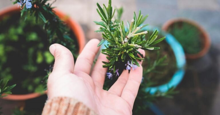 ¿Por qué tu planta de romero no crece?: este es el error secreto que estás cometiendo sin saberlo