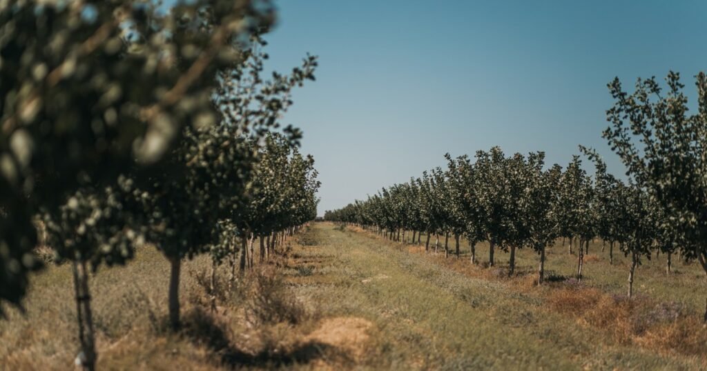 Desde San Juan, una empresa argentina se suma al boom del pistacho