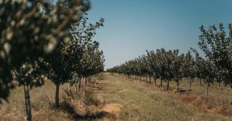 Desde San Juan, una empresa argentina se suma al boom del pistacho