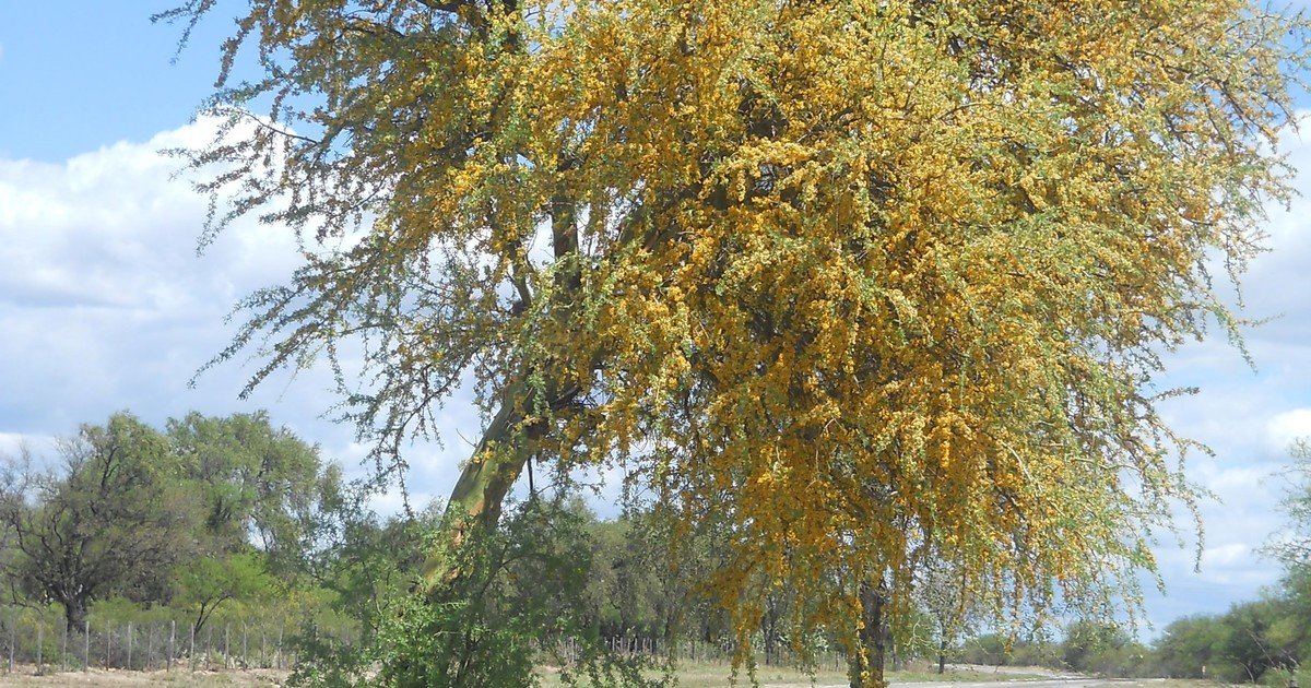 ¿Cómo se llama el árbol más fuerte del mundo?: es nativo de Argentina y un emblema del país