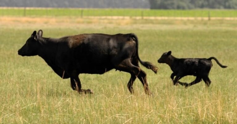 Se necesita un 18% menos de kilos de ternero para comprar una hectárea de campo que el promedio de los últimos 23 años