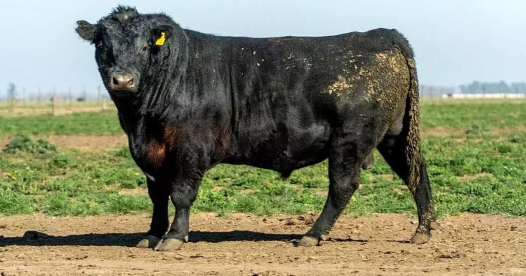 "Lo voy a capar": la insólita pelea que terminó con un toro castrado a cuchillo en medio del campo