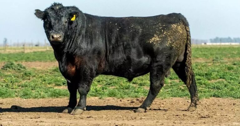 "Lo voy a capar": la insólita pelea que terminó con un toro castrado a cuchillo en medio del campo