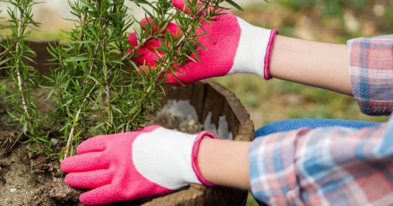 El romero y el Feng Shui: cuál es el mejor lugar para que esta planta traiga protección y buenas energías