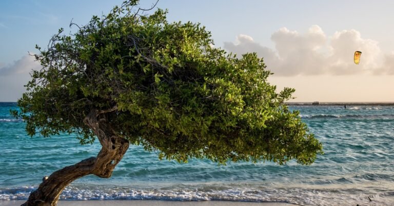 Este árbol nativo puede anunciar el final del verano: de dónde es originario y cómo son sus flores