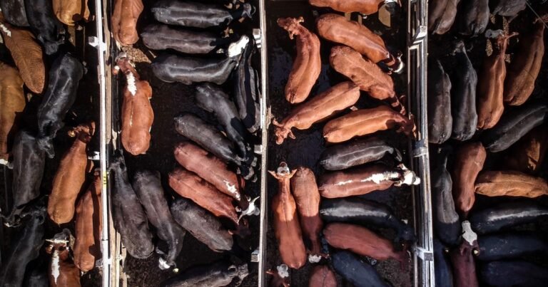 Las carnes en su laberinto, con metas cumplidas y pendientes