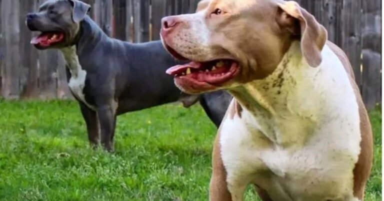 Liberó a dos pitbulls para que ataquen a policías que allanaban su casa: quedó detenida