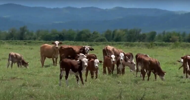 Destete, faena y rentabilidad del modelo de cría: los números de la ganadería de 2025