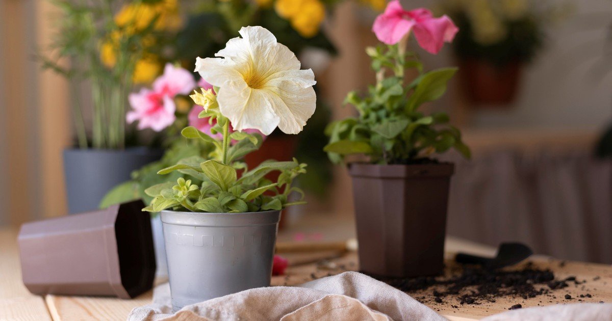 La planta que es ideal para balcones: florece durante todo el invierno y es de bajo mantenimiento