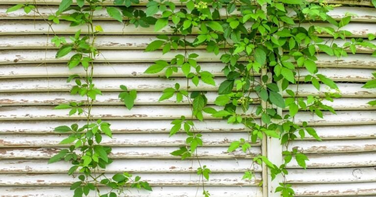 Esta enredadera florece en julio y es comestible: perfecta para tu jardín o balcón