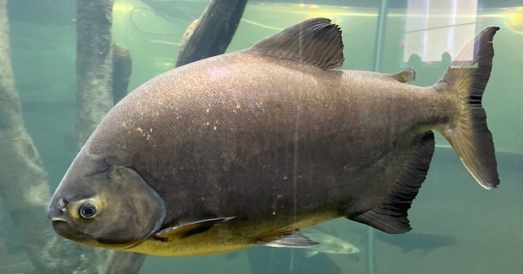 La "grieta salmonera": un acuicultor desafía los argumentos de cocineros famosos