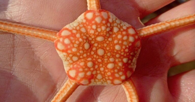 Científicos del CONICET descubren conexiones ocultas entre especies parientes de las estrellas de mar