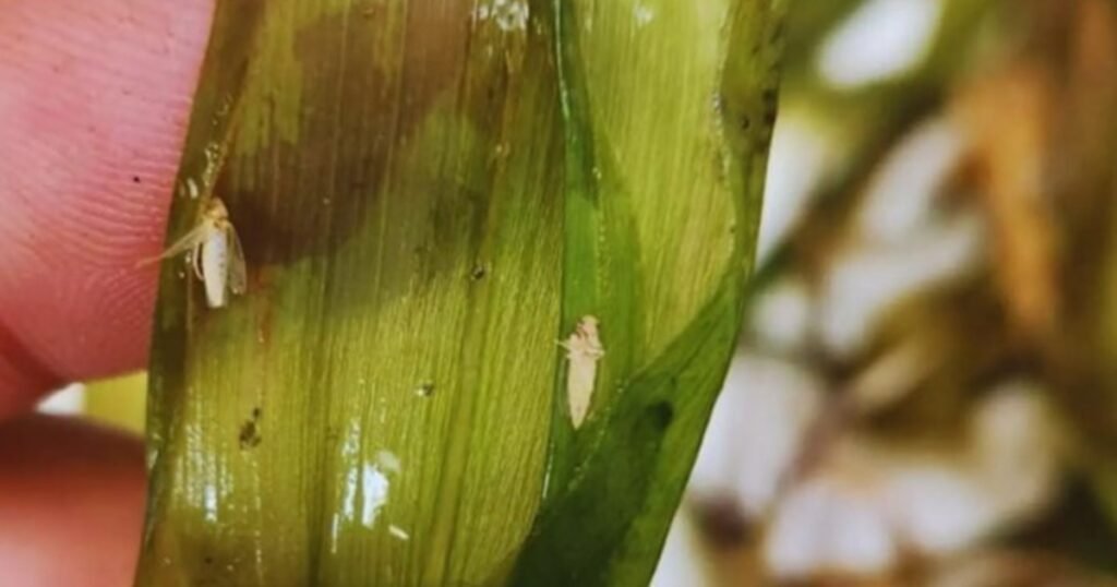 Chicharrita del maíz: sorpresas con los análisis de insectos infectados con Spiroplasma