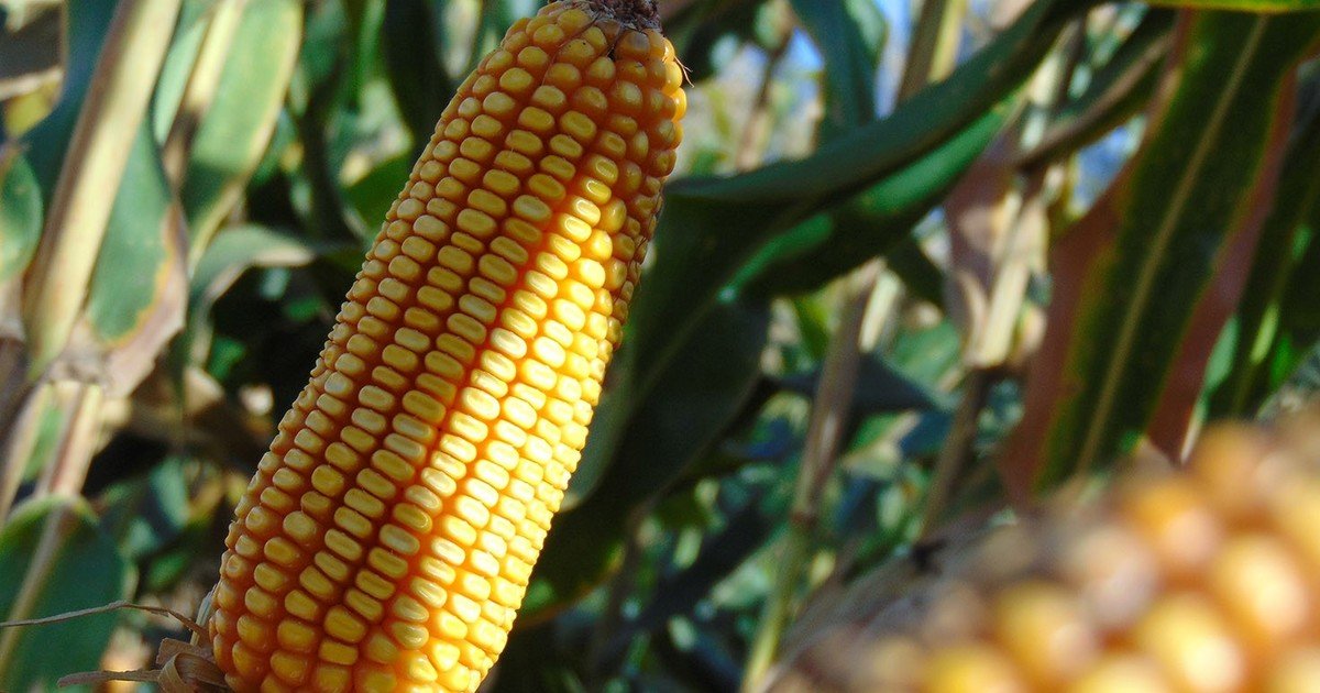Una nueva opción tecnológica para el cultivo de maíz