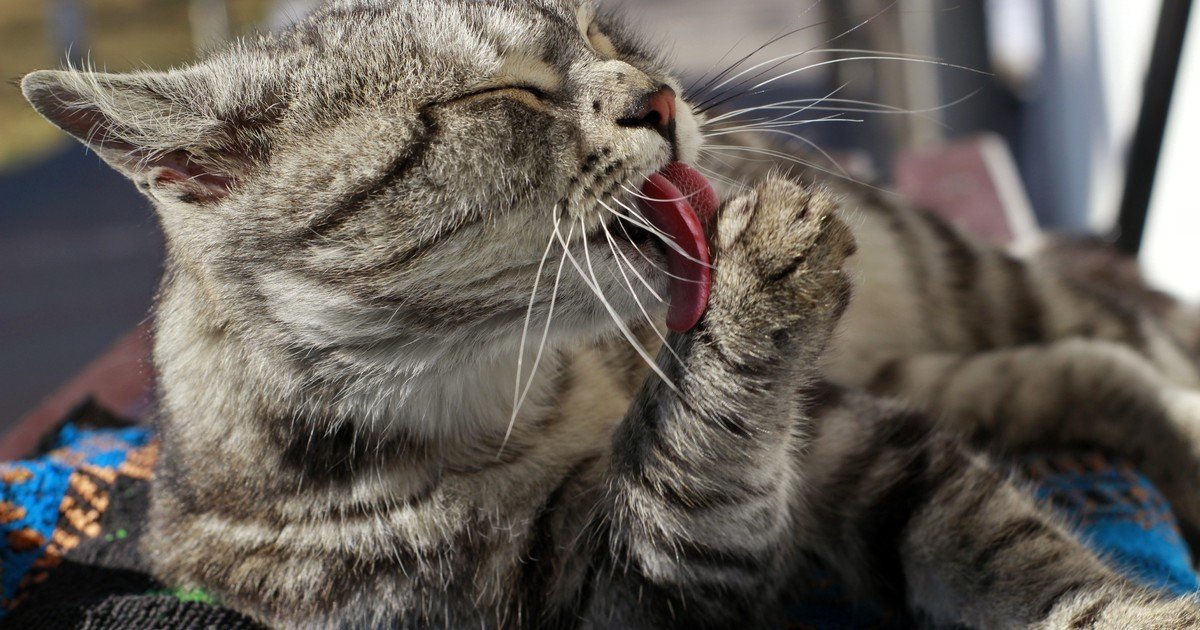 Día Internacional del Gato: por qué se conmemora cada 8 de agosto y cuál es su significado