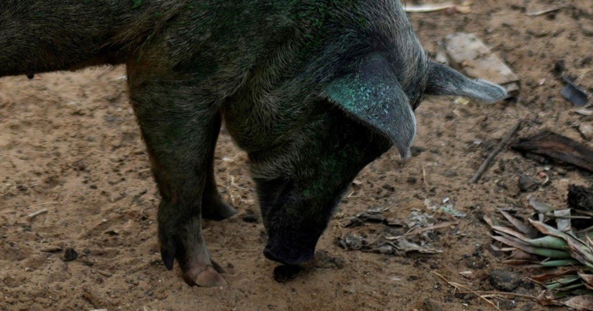 Hallan cerdos con carne azul neón y revelan un peligro oculto