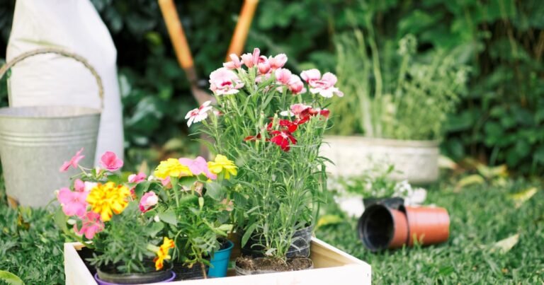 Sembralas en agosto y brillarán en el verano: 3 plantas clave para tener un jardín espectacular