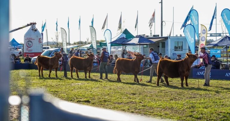 Cuenta regresiva para la expo Angus de primavera, en Cañuelas