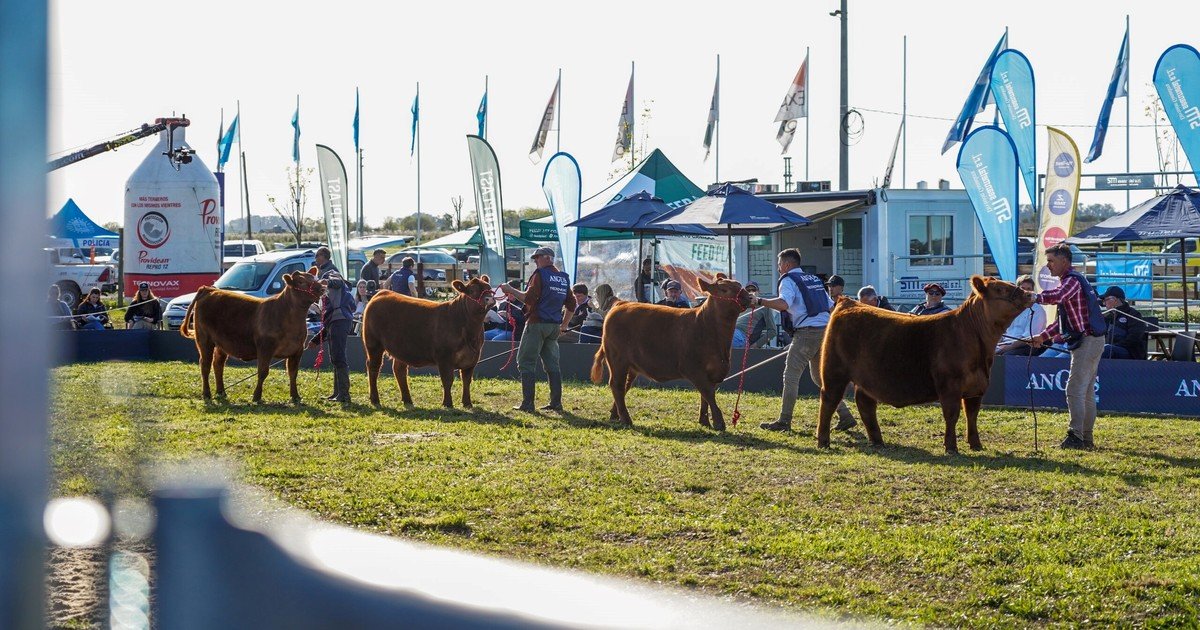 Cuenta regresiva para la expo Angus de primavera, en Cañuelas