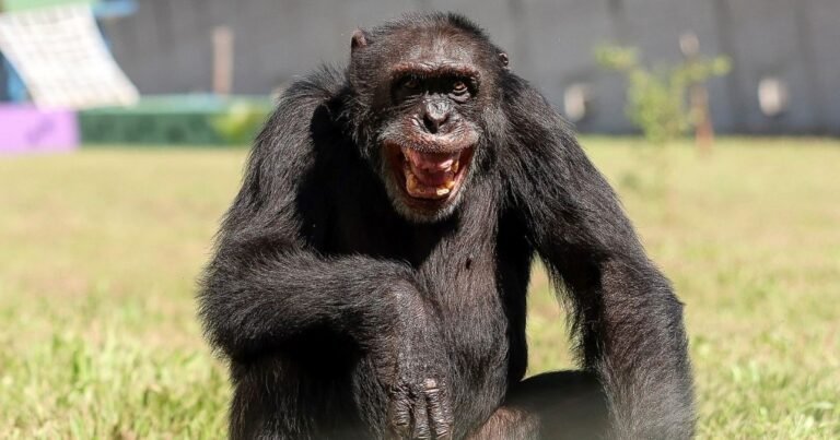 Un estudio revela que los chimpancés consumen el equivalente a dos o tres vasos de cerveza al día
