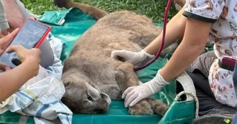 Un puma se escondió en una despensa y encendió las alarmas en Goya