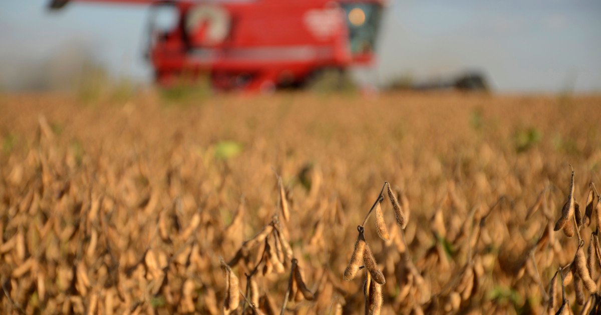 El mercado de soja en tensión: Brasil marca récords, Estados Unidos recorta rendimientos y China enfrenta un dilema histórico por la demanda