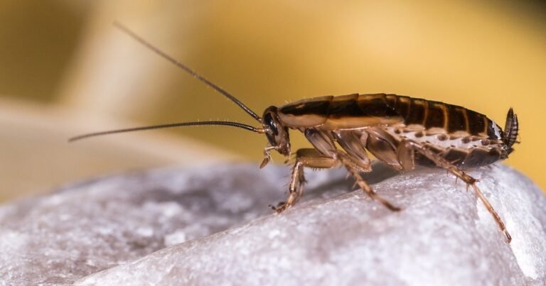 Qué significa encontrar cucarachas en casa