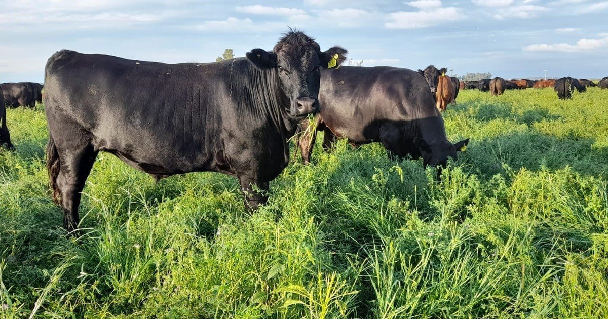 Un descubrimiento clave para la producción de alfalfa