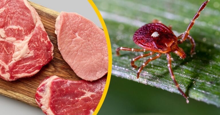 Reportan la primera muerte relacionada con una "alergia a la carne" transmitida por garrapatas: hasta 450.000 estadounidenses podrían estar afectados