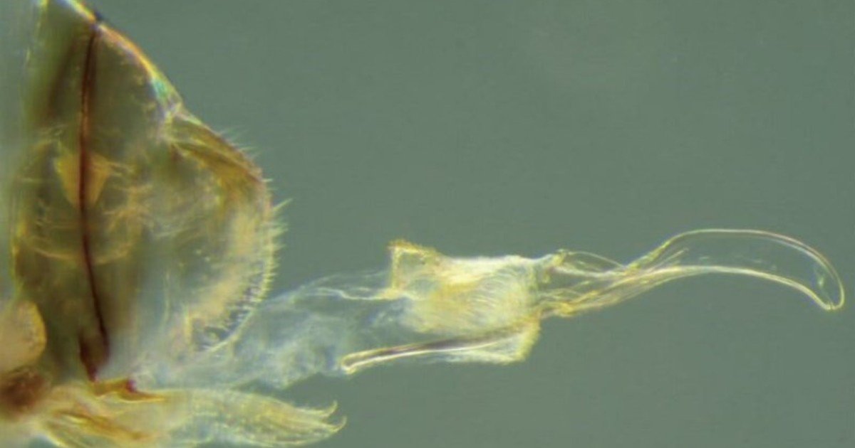 Encontraron un insecto hembra que tiene órgano reproductor masculino