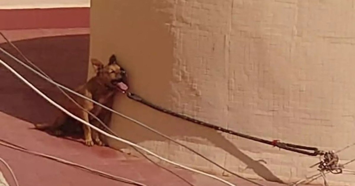 Multaron a un hombre que tenía atado a su perro en un balcón y tuvo un terrible final