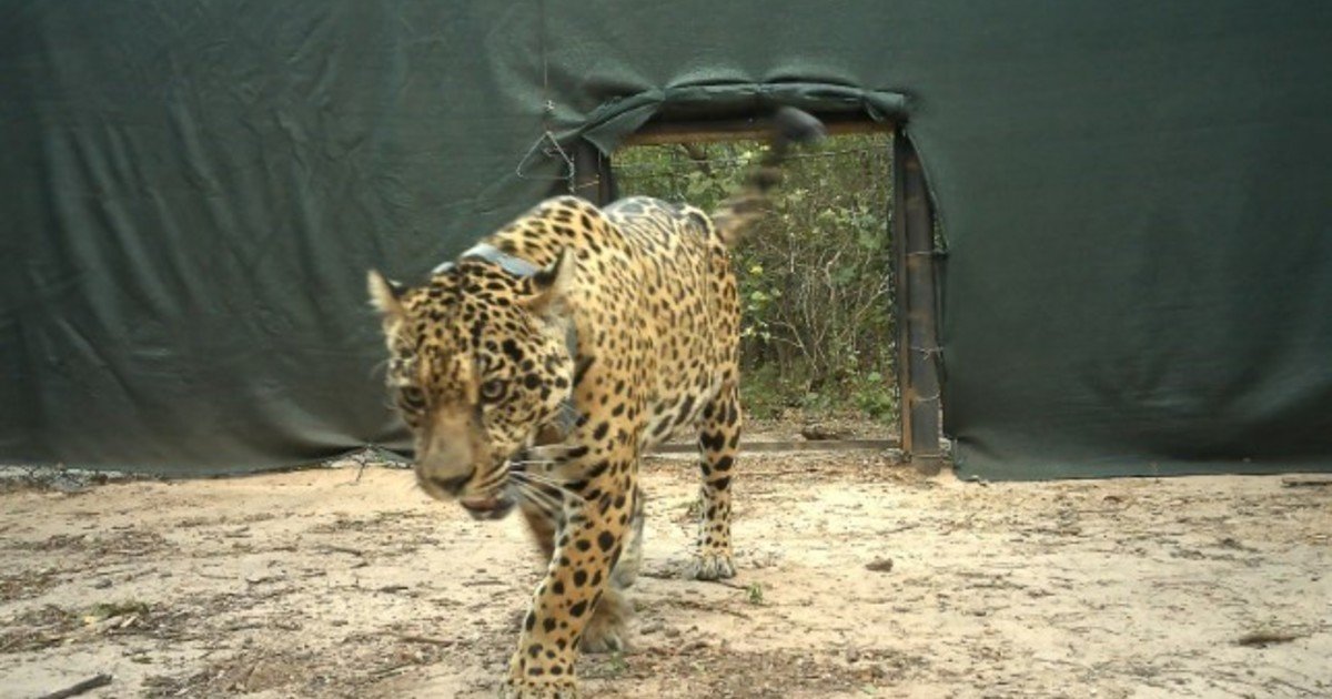 Desaparición de Acaí: alerta máxima en Chaco y creen que la mataron cazadores de Formosa