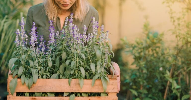 Cuáles son las propiedades curativas de la lavanda