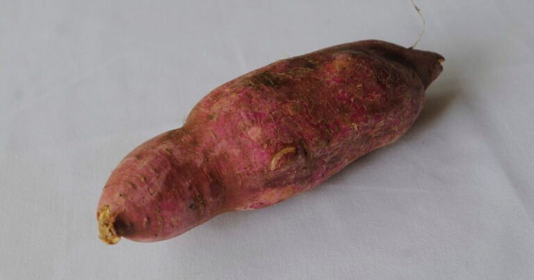 Cómo hacer crecer una enredadera con una batata: el truco fácil para decorar tu casa