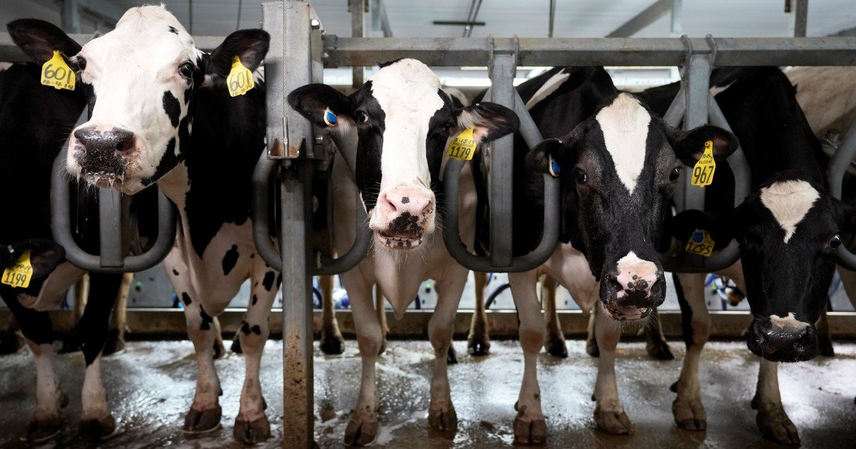 Cómo hizo Estados Unidos para aumentar fuertemente su producción y exportación de lácteos