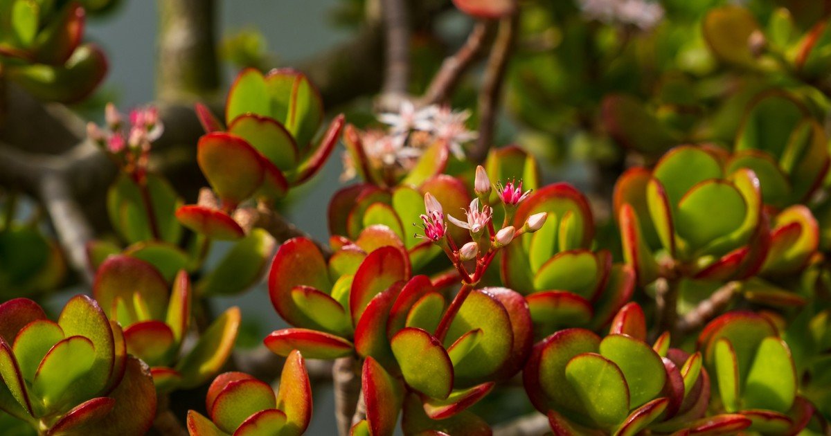 Para qué sirve poner una cinta roja en el árbol de jade y por qué recomiendan hacerlo
