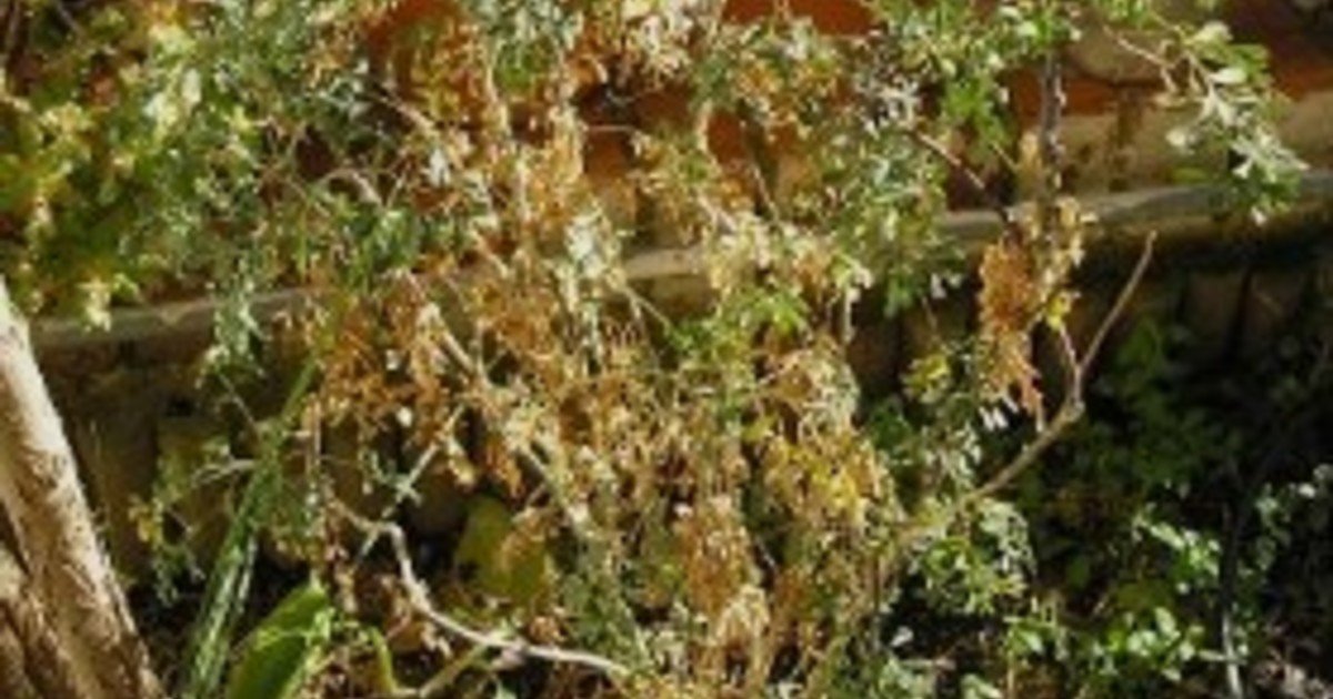Qué significa hallar una planta de ruda seca en tu jardín, según el Feng Shui