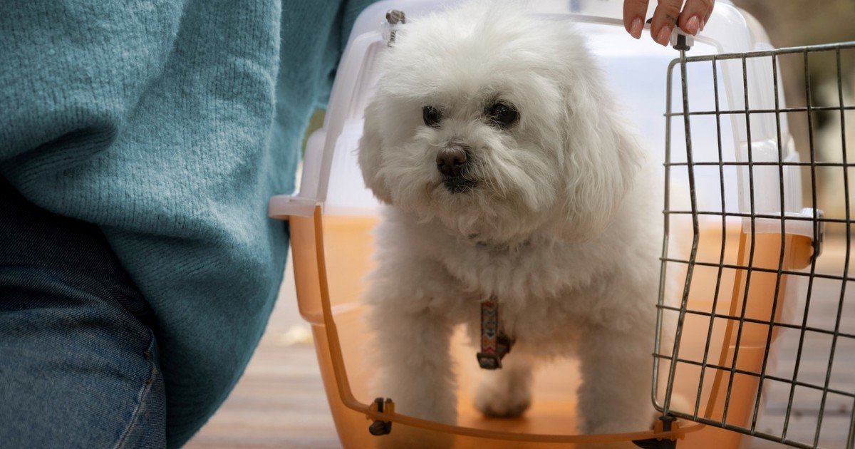 Autorizan el traslado de animales domésticos en trenes y micros de larga distancia