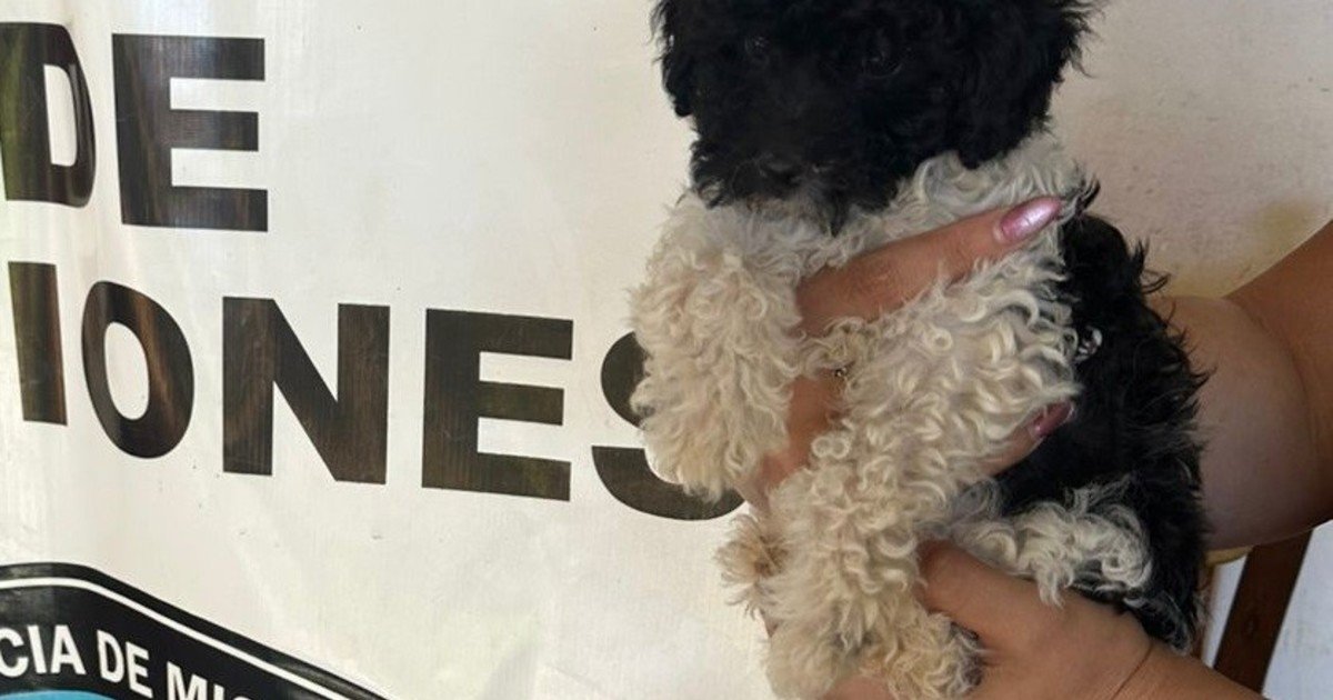 Robó un perro caniche y cuando quedó rodeado, amenazó con matarlo para que lo dejaran huir