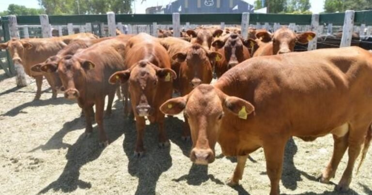 Productores ganaderos, entre los ganadores del 2025