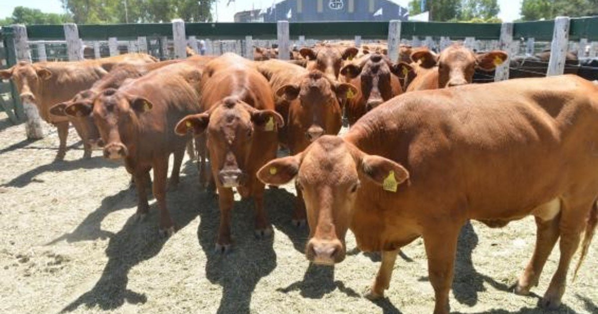 Productores ganaderos, entre los ganadores del 2025