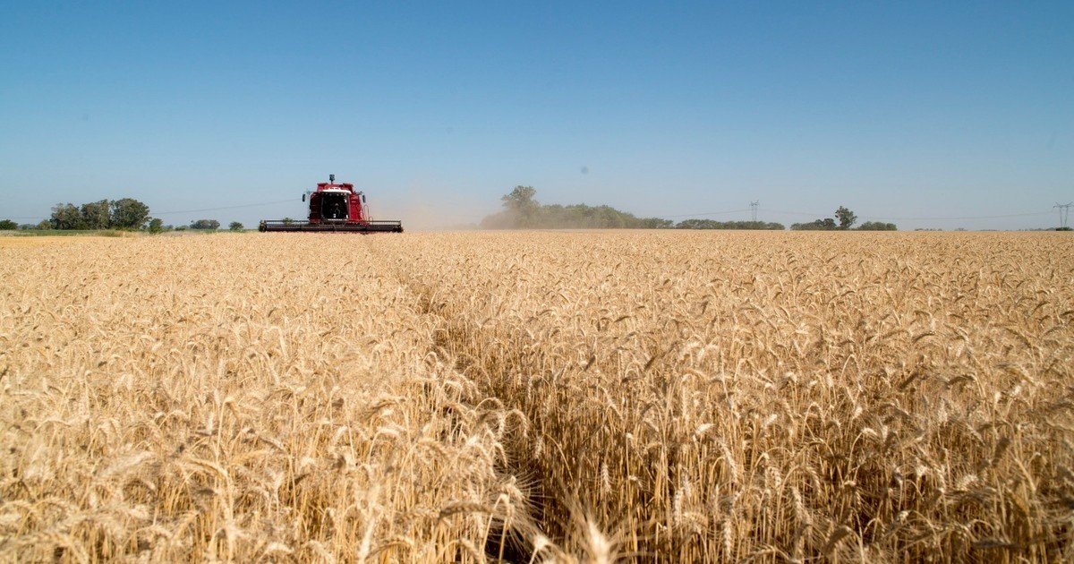 En primera persona: las razones de una campaña histórica para el trigo argentino