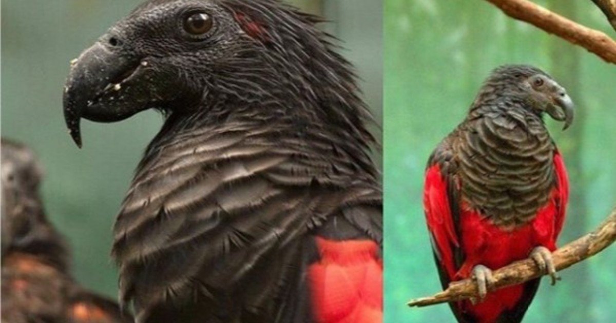 Tiene cara de cuervo, cuerpo de loro y grito aterrador: es el loro Drácula